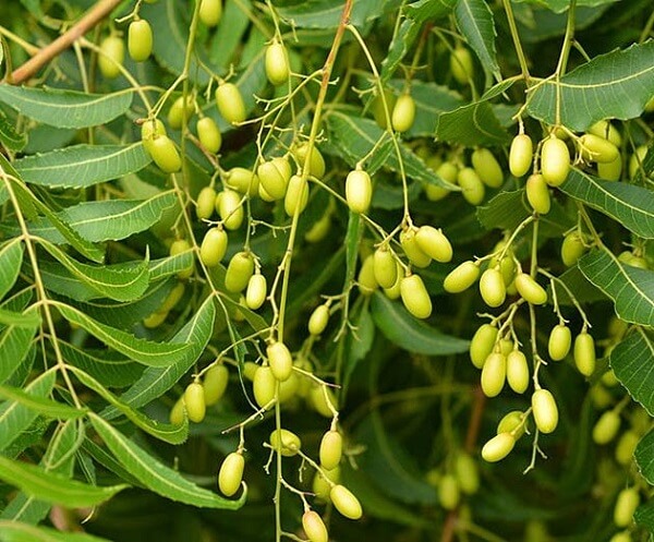 Cách dùng lá neem Ấn Độ đúng cách, hiệu quả hình 4