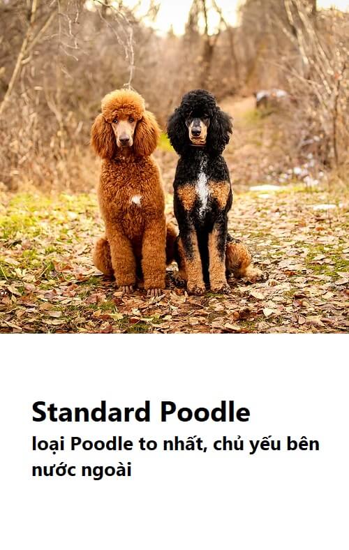Chó Poodle có mấy loại? Standard Poodle