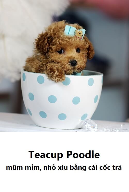 Chó Poodle có mấy loại? Teacup Poodle