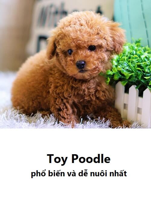 Chó Poodle có mấy loại? Toy Poodle