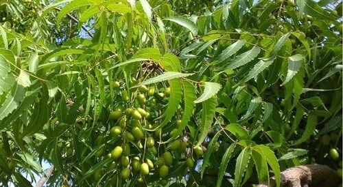 Công dụng của lá neem Ấn Độ trong chữa bệnh và làm đẹp
