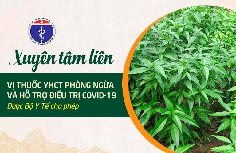 Tinh dầu húng chanh có tác dụng gì hình 13