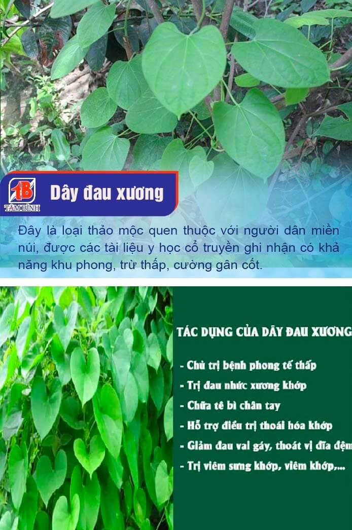 Thuốc jointlab của nước nào sản xuất ở đâu có phải của Đức không hình 24