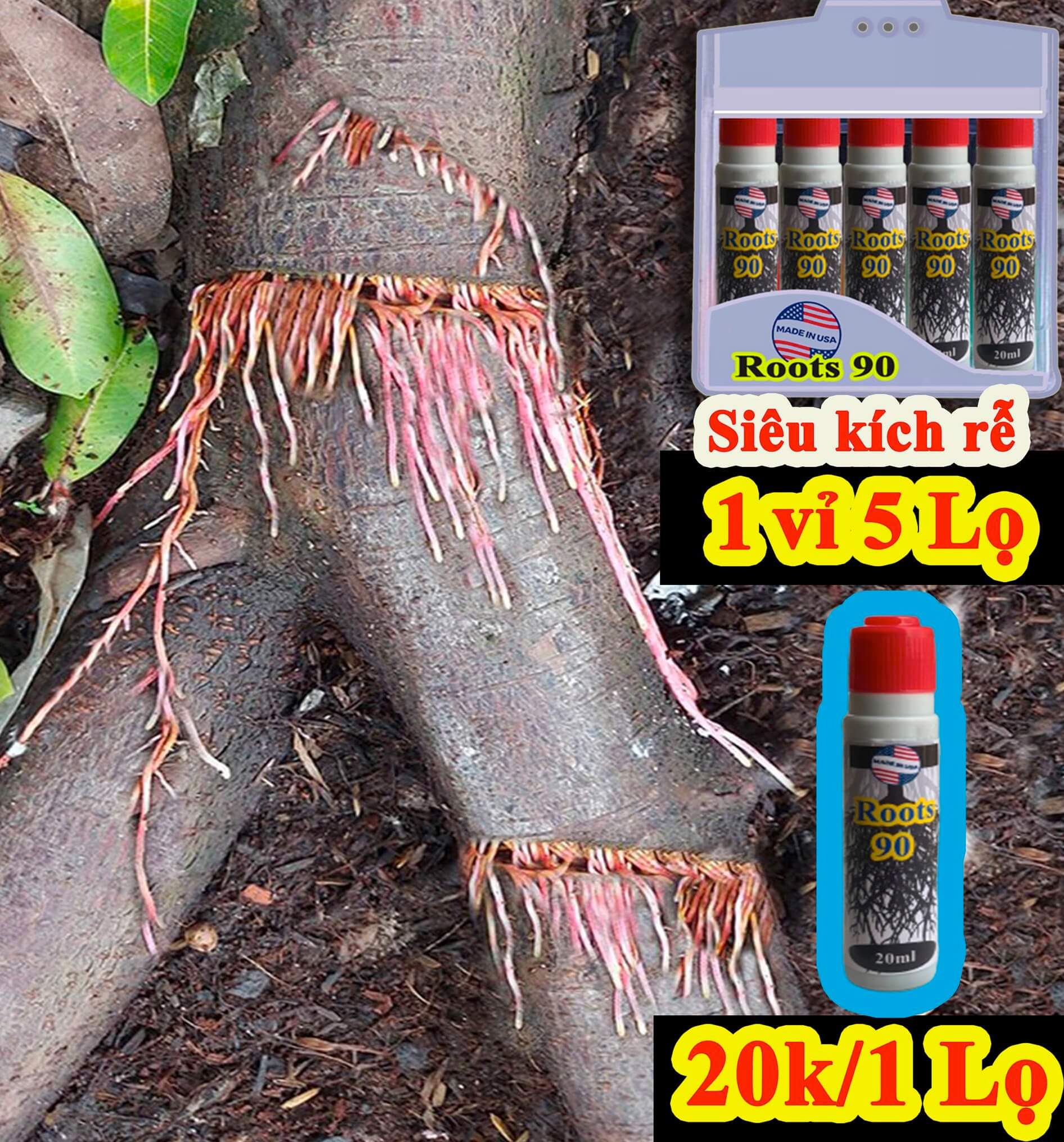 Roots 90 cách sử dụng thuốc kích rễ Roots 90 có tốt không hình 7