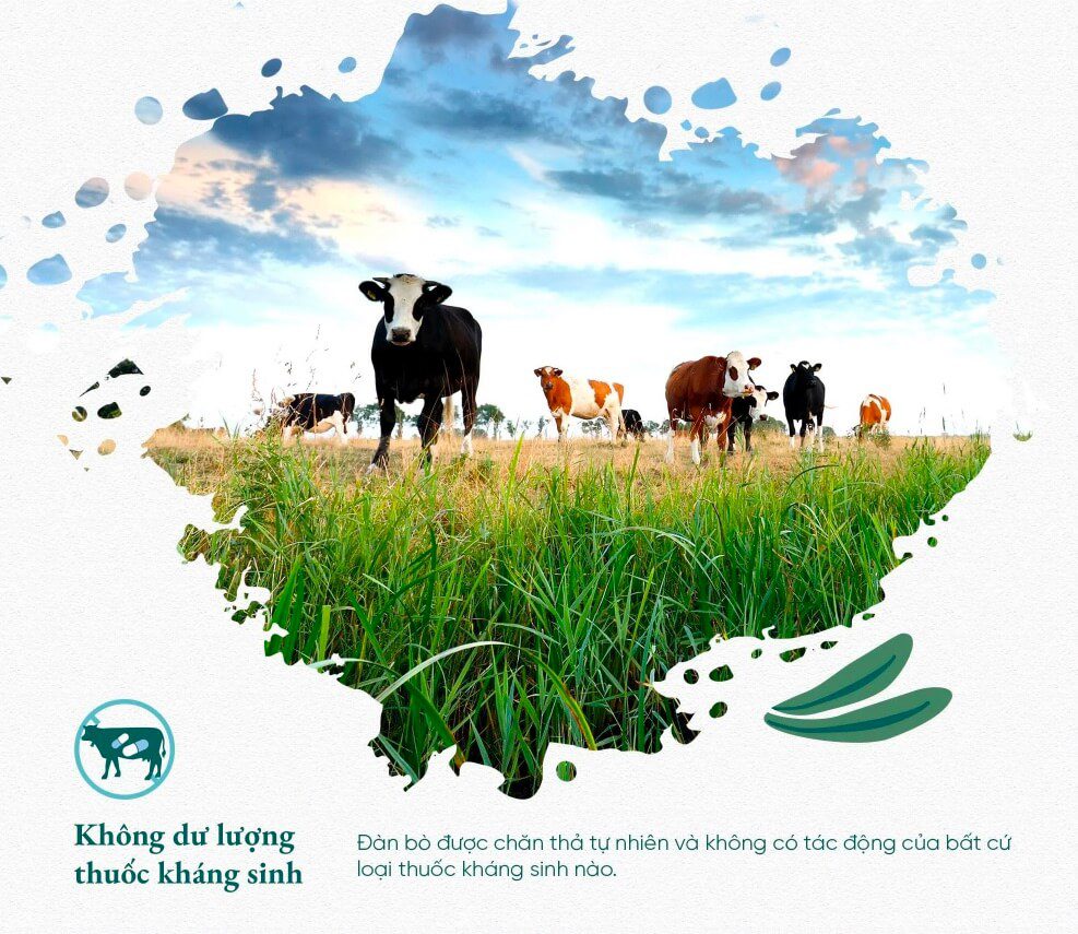 Review sữa Let’s Eco có tốt không cách pha giá bao nhiêu hình 1