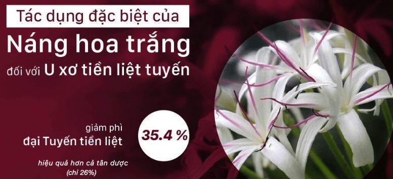 Prostanix có thành phần náng hoa trắng